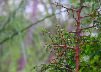 Continúa proyecto de arborización masiva con “Bosques Escolares”