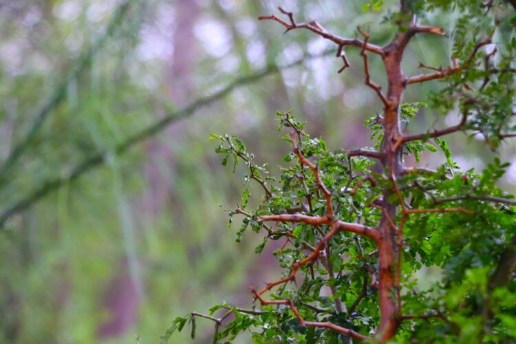 Continúa proyecto de arborización masiva con “Bosques Escolares”