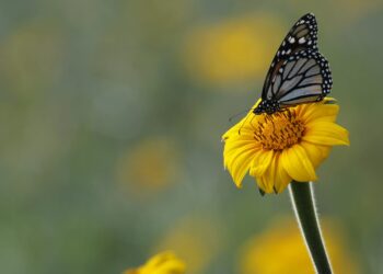 Fortalecerán la Ruta Migratoria de las Mariposas Monarca en Tamaulipas