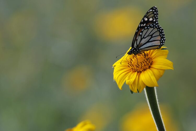 Fortalecerán la Ruta Migratoria de las Mariposas Monarca en Tamaulipas