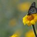 Fortalecerán la Ruta Migratoria de las Mariposas Monarca en Tamaulipas