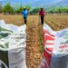 Inició SEGALMEX reparto de fertilizantes a agricultores de Tamaulipas