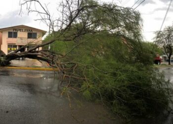 Ingreso de frente frio deja saldo de 9 arboles caídos
