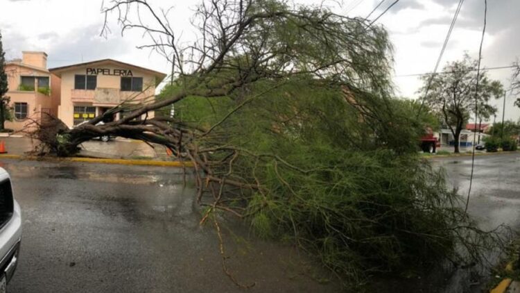 Ingreso de frente frio deja saldo de 9 arboles caídos