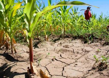Activarían programas para los productores ante falta del trasvase