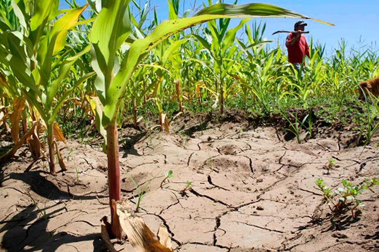 Activarían programas para los productores ante falta del trasvase