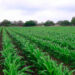 No hay daños por helada en cultivos: Productores