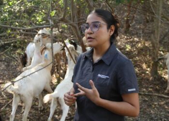 Analiza UAT innovaciones de mejoramiento para la producción caprina