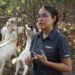 Analiza UAT innovaciones de mejoramiento para la producción caprina