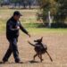 Estudiante de la UAT aporta su experiencia en adiestramiento canino al servicio comunitario