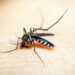 Nueva variante del Dengue preocupa a Tamaulipas