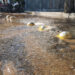 COMAPA Sur desperdicia el 60% de agua por fugas