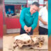 ‘Machetazo’ a cabeza de vaca fue un acto simbólico: Geño