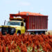Enfrenta el sorgo pérdidas de 5 dólares por tonelada