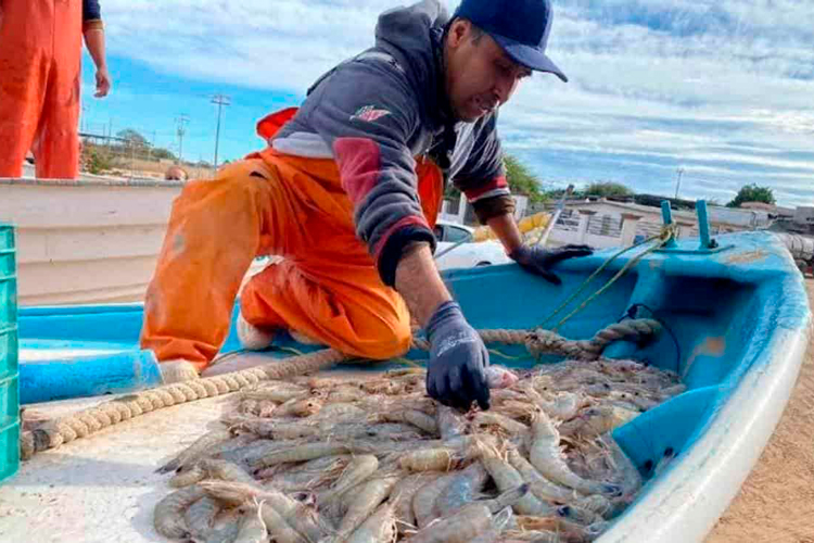 Inicia veda temporal de camarón en el Golfo de México