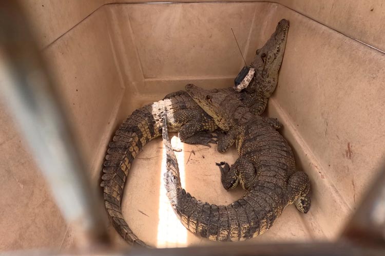 Aplican rastreo satelital a cocodrilo de pantano en zona sur de Tamaulipas