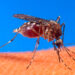 Se propaga dengue grave en Tamaulipas