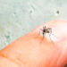 Dengue un hueso difícil de roer para el sector Salud