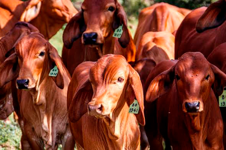 Cayó la exportación de ganado tamaulipeco