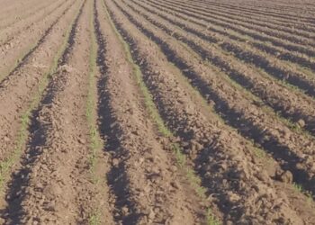 Agricultores temen pérdidas por posibles heladas en siembras de sorgo