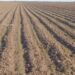 Agricultores temen pérdidas por posibles heladas en siembras de sorgo