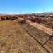 Construirán cuarentenarias en Matamoros y Camargo para exportar ganado a EU