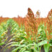 Productores de sorgo tamaulipecos se beneficiarán con la Ley de Biocombustibles