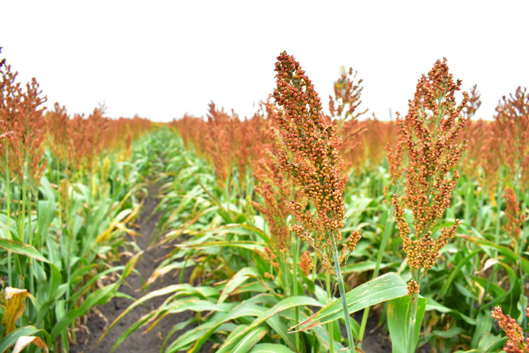 Productores de sorgo tamaulipecos se beneficiarán con la Ley de Biocombustibles
