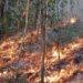 Incendios queman mil 900 hectáreas en Tamaulipas