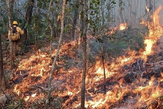 Incendios queman mil 900 hectáreas en Tamaulipas