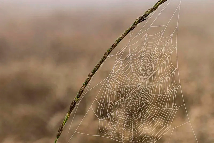 Habrá multas, si niegan datos biométricos