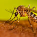 Se mantiene alerta por dengue en Reynosa