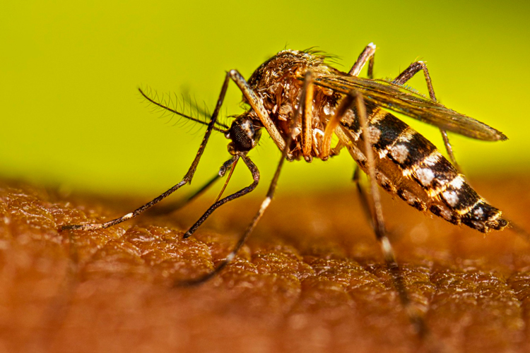 Se mantiene alerta por dengue en Reynosa