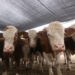 Prepara Desarrollo Rural evento de Mejoramiento Genético 2025