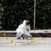 Vandalismo un obstáculo para el crecimiento de negocios formales