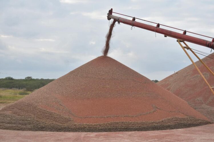Inician lentamente las trillas de sorgo en el Valle de San Fernando