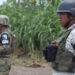Frenan extorsiones a sorgueros de Tamaulipas