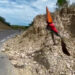 Trabaja Soto la Marina en caminos afectados por lluvias
