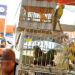 Dejan de exportar 644 mil cabezas de ganado
