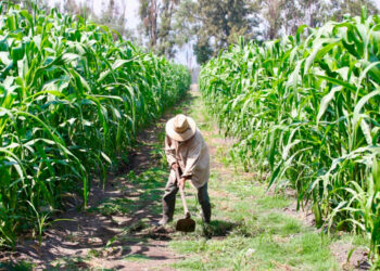 Se desplomaron 23% en un año los pagos a productores de alimentos