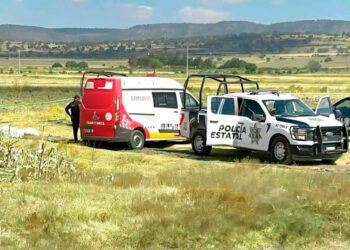 Plaga daña 90% de la producción de caña en Veracruz