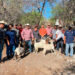 Impulsan evaluación reproductiva de sementales caprinos en Jaumave