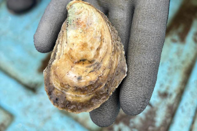 Decomisan ostiones en playas de Tamaulipas