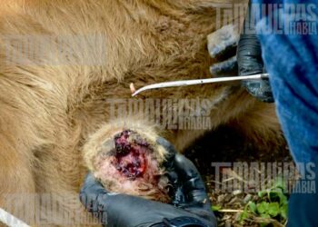 ‘Cruza’ gusano barrenador a Texas
