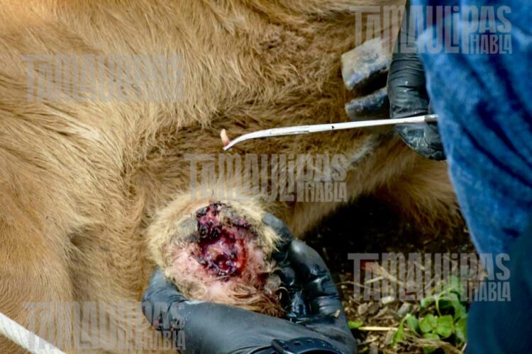 ‘Cruza’ gusano barrenador a Texas