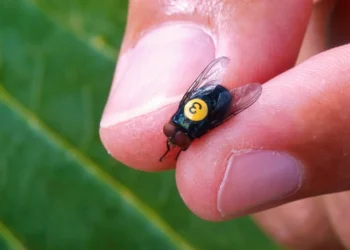 Liberarán 5 millones de mosca estéril en Tamaulipas