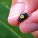 Liberarán 5 millones de mosca estéril en Tamaulipas