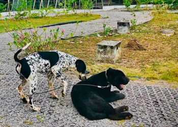 Denuncian en SLP a ex comisionado de Parques y Biodiversidad